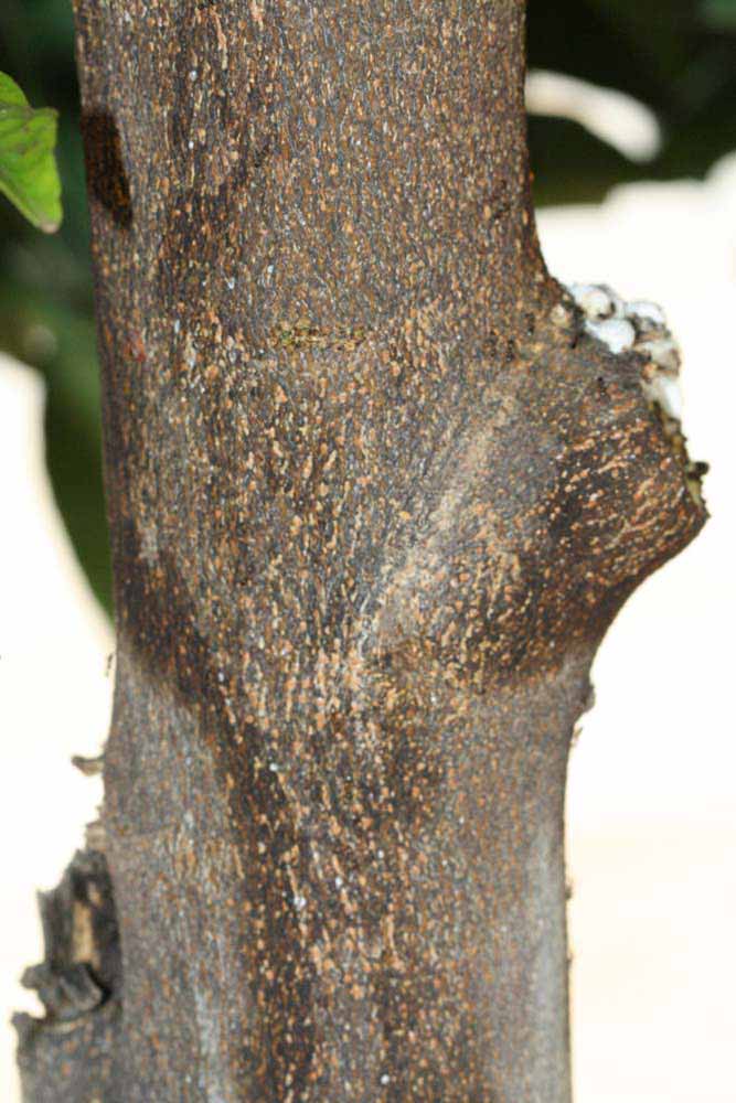            Bark (Riverside, CA)   